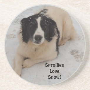 Coaster Sprollie In The Snow