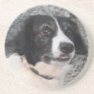 Coaster Sprollie Smiling