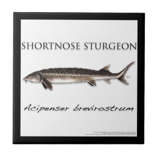 COASTER - STURGEON FISH SHORTNOSE - acigifts@yahoo