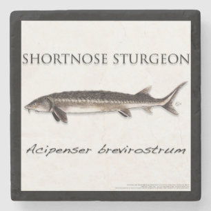 COASTER - STURGEON SHORTNOSE - acigifts@yahoo.com