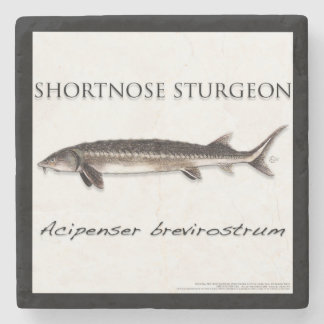 COASTER - STURGEON SHORTNOSE - acigifts@yahoo.com