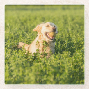 Coaster with image of Golden Retriever