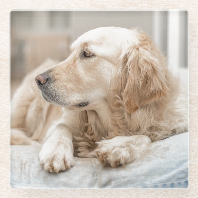 Coaster with portrait of Golden Retriever (Front)
