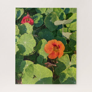 Coastways nasturtiums 520-piece puzzle
