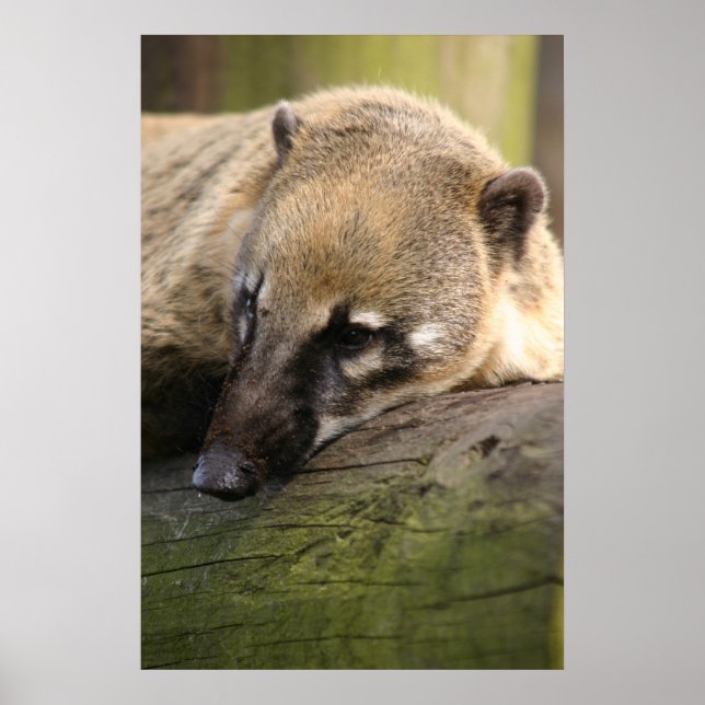 Coati Closeup Poster (Front)