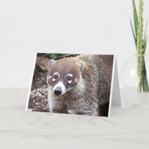 Coati Greeting Card