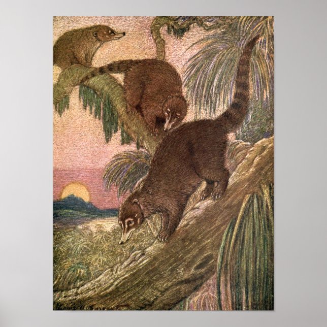 Coatimundi by Louis Sargent, Vintage Wild Animals Poster (Front)