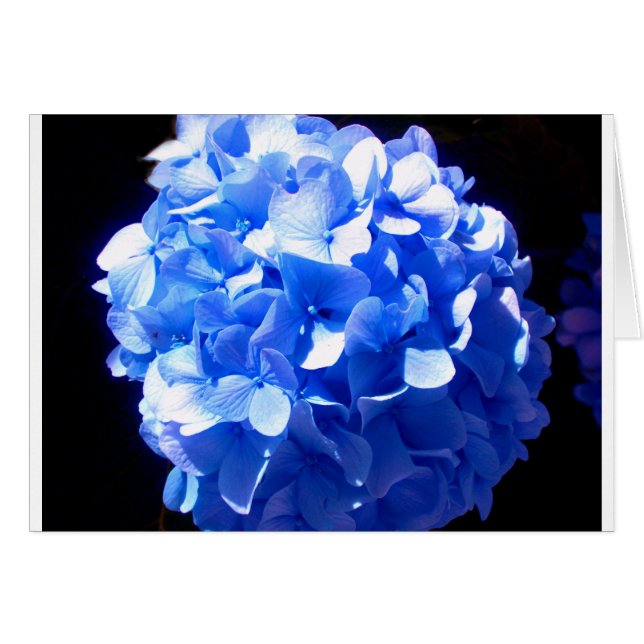 Cobalt blue floral elegant blue hydrangeas  (Front Horizontal)