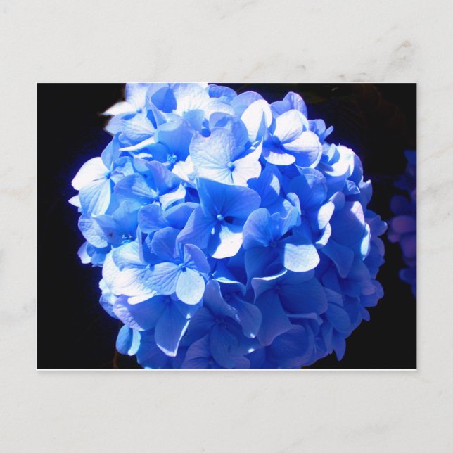 Cobalt blue floral elegant blue hydrangeas  postcard (Front)