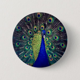 Cobalt Blue Peacock 6 Cm Round Badge