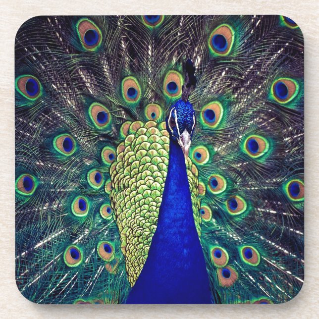 Cobalt Blue Peacock Coaster (Front)