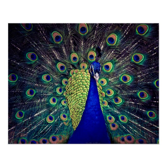 Cobalt Blue Peacock Folded Greeting Card Poster (Front)