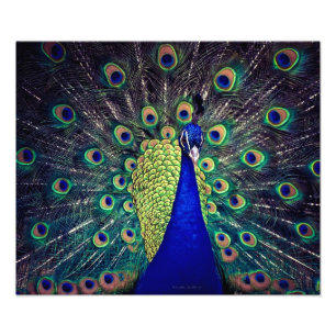 Cobalt Blue Peacock Photo Print