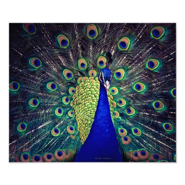 Cobalt Blue Peacock Photo Print (Front)