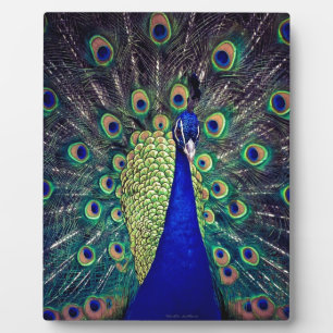 Cobalt Blue Peacock Plaque