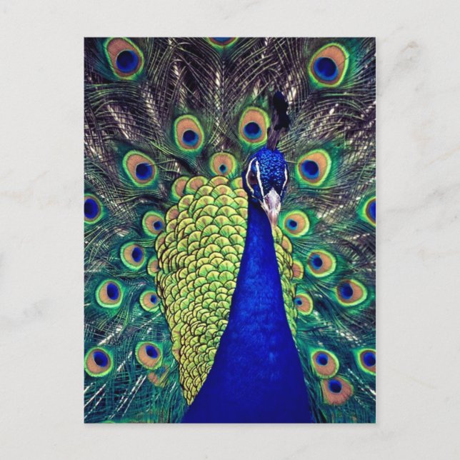 Cobalt Blue Peacock Postcard (Front)