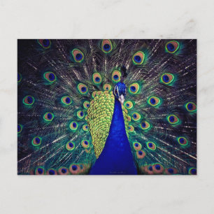 Cobalt Blue Peacock Postcard