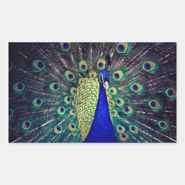 Cobalt Blue Peacock Rectangular Sticker (Front)
