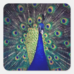 Cobalt Blue Peacock Square Sticker