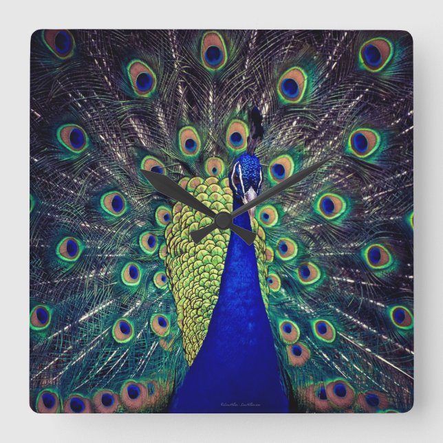 Cobalt Blue Peacock Square Wall Clock (Front)