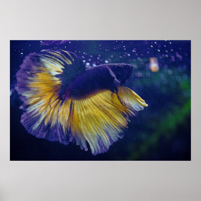 Cobalt Male Betta Premium Poster (Front)