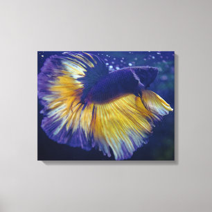 Cobalt, Male Betta Premium Wrapped Canvas