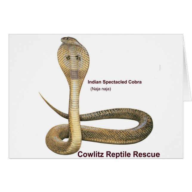 Cobra (Front Horizontal)