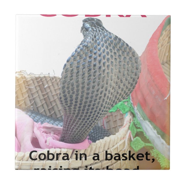 Cobra in Basket Art Print Ceramic Tile (Front)