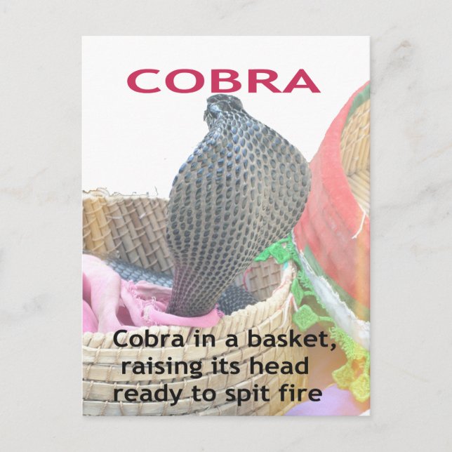 Cobra in Basket Art Print Postcard (Front)