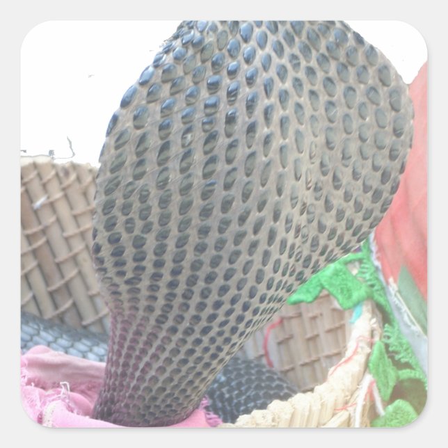 Cobra in Basket Art Print Square Sticker (Front)