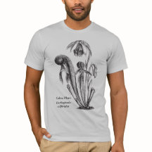 Cobra Plant Botanical Art