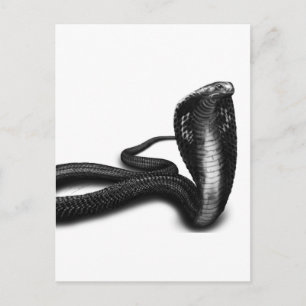 Cobra Postcard