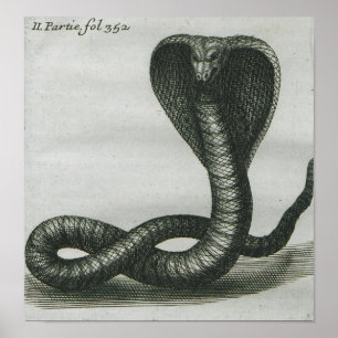 Cobra Poster
