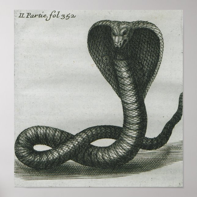 Cobra Poster (Front)