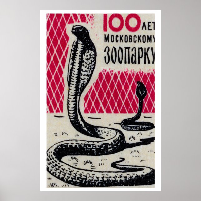 Cobra Snakes - Matchbox Print - Czech Wall Art (Front)