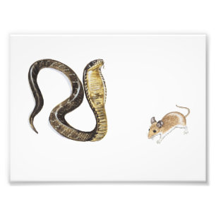 Cobra vs Rat Photo Print