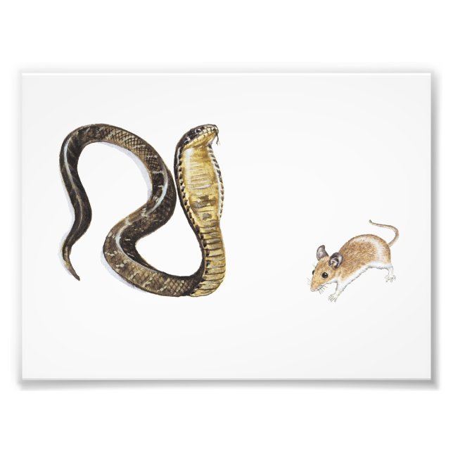 Cobra vs Rat Photo Print (Front)