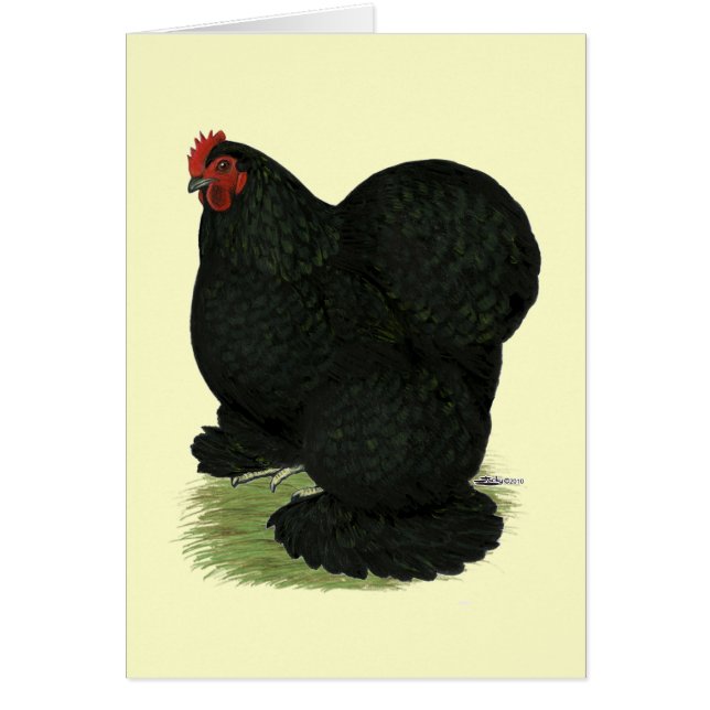 Cochin:  Black Hen (Front)