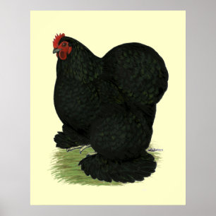 Cochin: Black Hen Poster