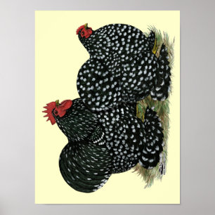 Cochin Mottled Chickens Poster