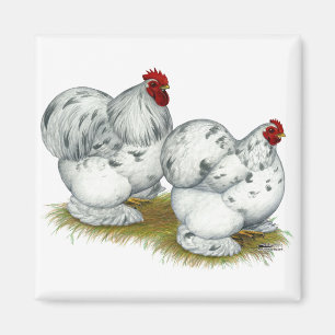 Cochin: Splash Bantams Magnet