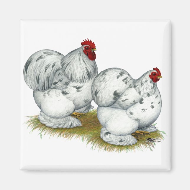 Cochin:  Splash Bantams Magnet (Front)