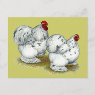 Cochin: Splash Bantams Postcard