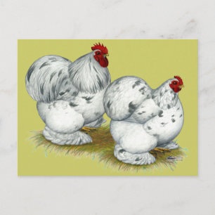 Cochin:  Splash Bantams Postcard