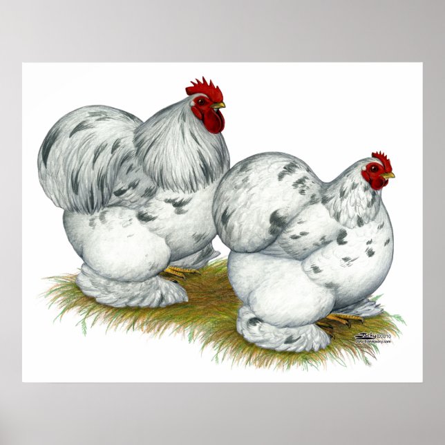 Cochin:  Splash Bantams Poster (Front)