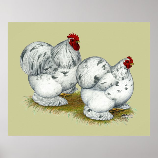 Cochin:  Splash Bantams Poster (Front)