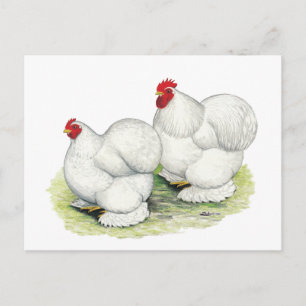 Cochin: White Bantams Postcard