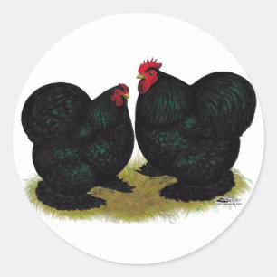 Cochins Black Bantam Pair Classic Round Sticker