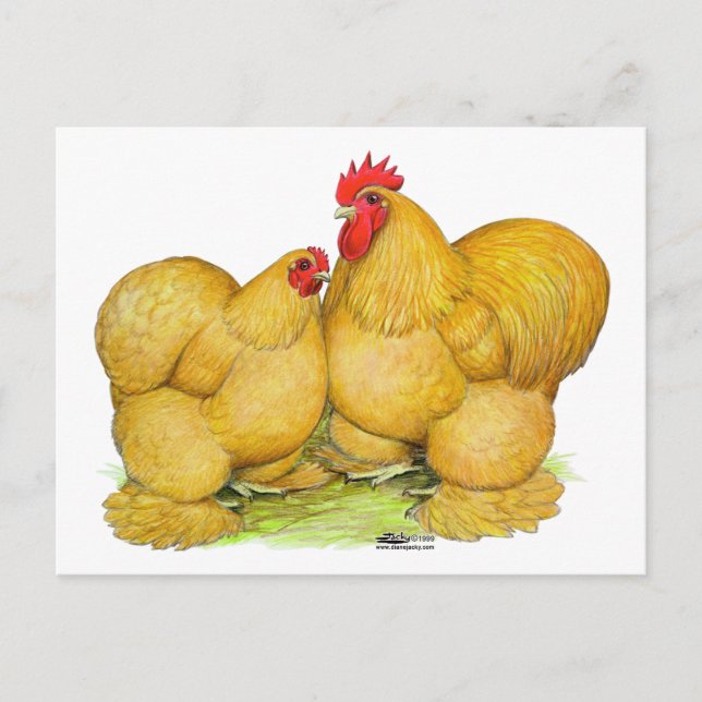 Cochins Buff Pair Postcard (Front)