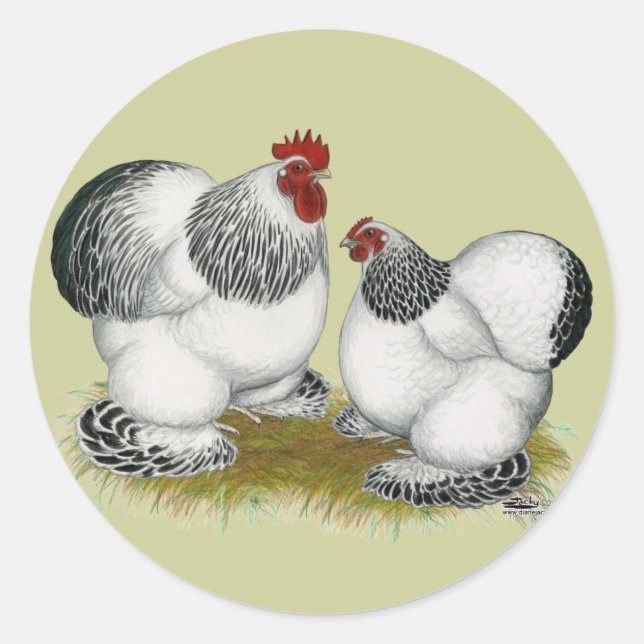 Cochins:  Columbian Bantams Classic Round Sticker (Front)